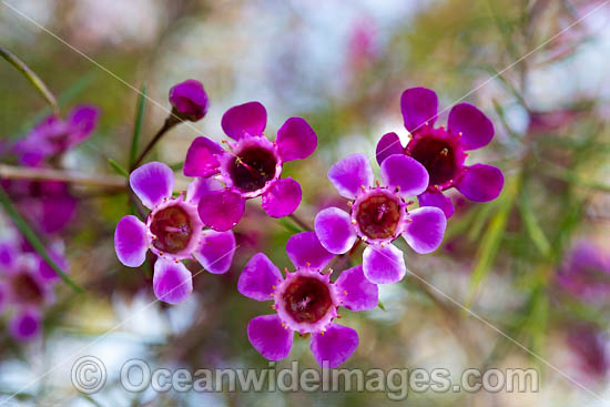 Geraldton Wax wildflower (Chamelaucium uncinatum). Northern Heathland, Western Australia. Photo - Gary Bell Geraldton Wax wildflower (Chamelaucium uncinatum). Northern Heathland, Western Australia. Photo - Gary Bell