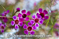 Geraldton Wax wildflower Photo - Gary Bell