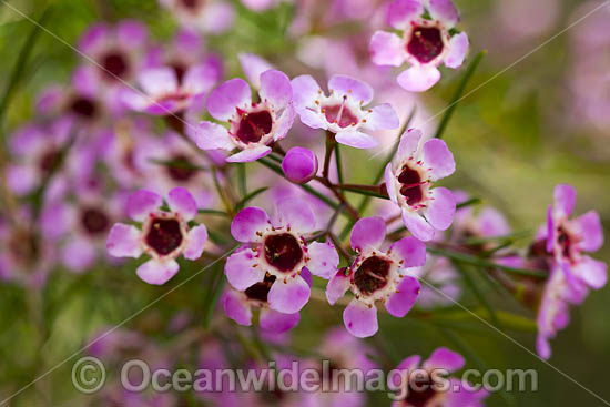 Geraldton Wax wildflower (Chamelaucium uncinatum). Northern Heathland, Western Australia. Photo - Gary Bell Geraldton Wax wildflower (Chamelaucium uncinatum). Northern Heathland, Western Australia. Photo - Gary Bell