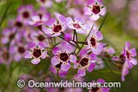 Geraldton Wax wildflower Photo - Gary Bell