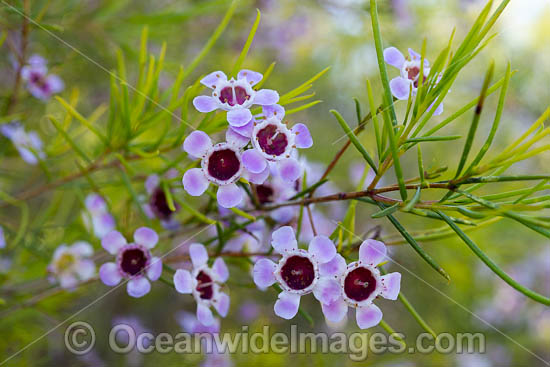 Geraldton Wax wildflower (Chamelaucium uncinatum). Northern Heathland, Western Australia. Photo - Gary Bell Geraldton Wax wildflower (Chamelaucium uncinatum). Northern Heathland, Western Australia. Photo - Gary Bell