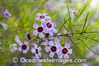 Geraldton Wax wildflower Photo - Gary Bell