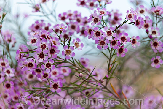 Geraldton Wax wildflower (Chamelaucium uncinatum). Northern Heathland, Western Australia. Photo - Gary Bell Geraldton Wax wildflower (Chamelaucium uncinatum). Northern Heathland, Western Australia. Photo - Gary Bell