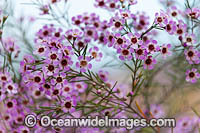 Geraldton Wax wildflower Photo - Gary Bell