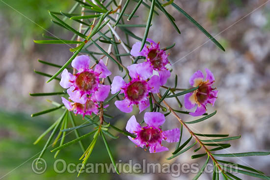 Geraldton Wax wildflower (Chamelaucium uncinatum). Northern Heathland, Western Australia. Photo - Gary Bell Geraldton Wax wildflower (Chamelaucium uncinatum). Northern Heathland, Western Australia. Photo - Gary Bell