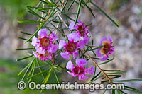 Geraldton Wax wildflower Photo - Gary Bell