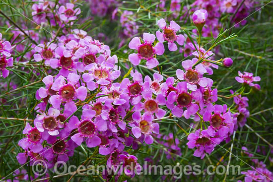 Geraldton Wax wildflower photo