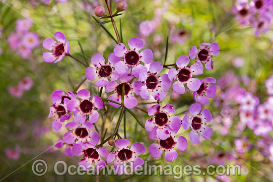 Geraldton Wax wildflower (Chamelaucium uncinatum). Northern Heathland, Western Australia. Photo - Gary Bell Geraldton Wax wildflower (Chamelaucium uncinatum). Northern Heathland, Western Australia. Photo - Gary Bell