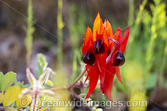 Sturt's Desert Pea wildflower (Swainsona formosa). Found in the arid regions of central and north-western Australia. The floral emblem of South Australia. Photo - Gary Bell