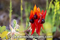 Sturt's Desert Pea wildflower Photo - Gary Bell