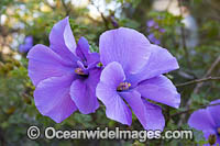 Lilac Hibiscus wildflower Photo - Gary Bell
