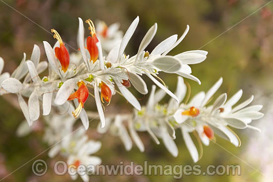 Tar Bush wildflower (Eremophila glabra). Northern Heathland, Western Australia. Photo - Gary Bell Tar Bush wildflower (Eremophila glabra). Northern Heathland, Western Australia. Photo - Gary Bell