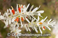 Tar Bush wildflower Photo - Gary Bell