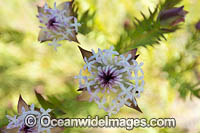 Pimelea wildflower Photo - Gary Bell