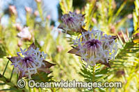 Pimelea wildflower Photo - Gary Bell