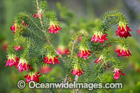 Gillam's Bell wildflower Photo - Gary Bell