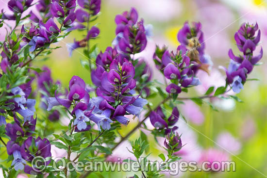 Magnificent Prostanthera wildflower photo