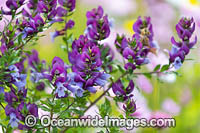 Magnificent Prostanthera wildflower Photo - Gary Bell