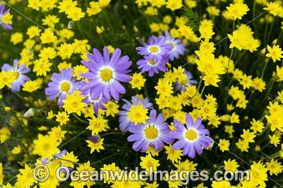 Swan River Daisy wildflower photo