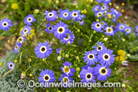 Swan River Daisy wildflower Photo - Gary Bell