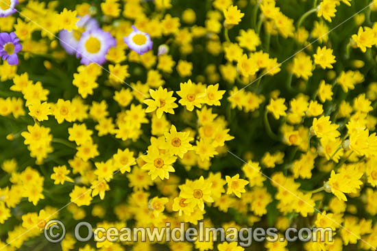 Showy Everlasting wildflower (Schoenia filifolia subsp. subulifolia). Northern Heathland, Western Australia. Photo - Gary Bell Showy Everlasting wildflower (Schoenia filifolia subsp. subulifolia). Northern Heathland, Western Australia. Photo - Gary Bell