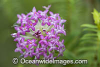 Rice Flower wildflower Photo - Gary Bell