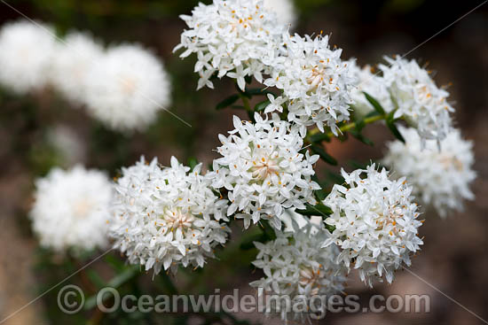 Pimelea wildflower photo