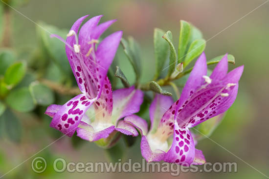 Purple Eremophila wildflower (Eremophila purpurascens). Found on rocky hills near Norseman, Western Australia. Endemic. Photo - Gary Bell Purple Eremophila wildflower (Eremophila purpurascens). Found on rocky hills near Norseman, Western Australia. Endemic. Photo - Gary Bell