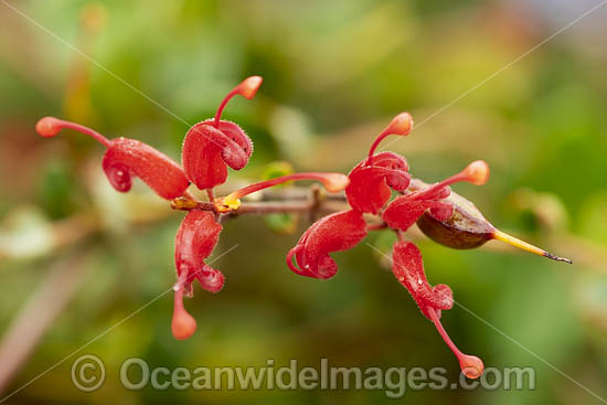 Fan-leaf Grevillea wildflower (Grevillea infundibularis). Southern Heathland, Western Australia. Photo - Gary Bell