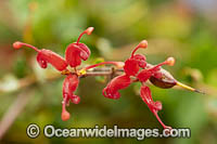 Fan-leaf Grevillea wildflower Photo - Gary Bell