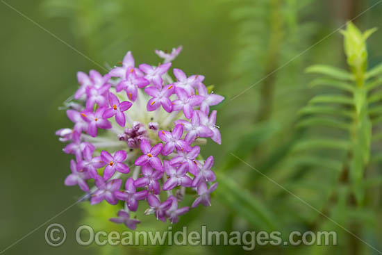 Rice Flower wildflower photo
