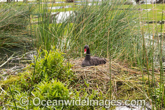 Black Swan on nest photo