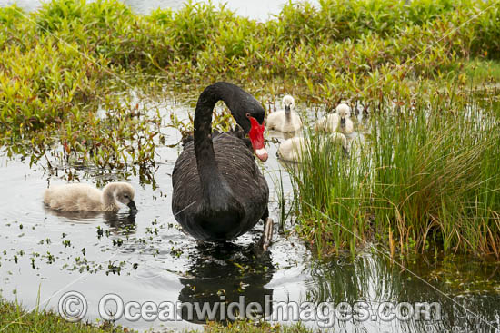 Black Swan with cygnets photo