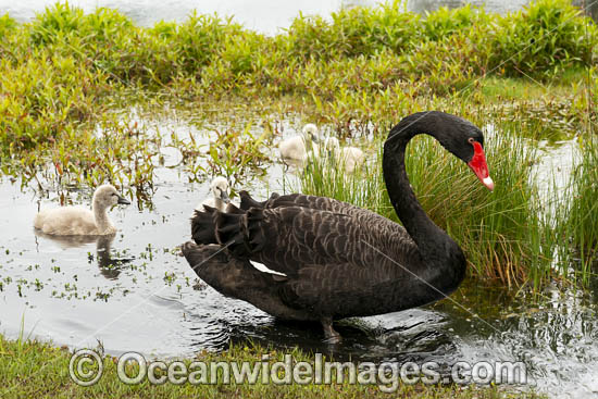 Black Swan with cygnets photo