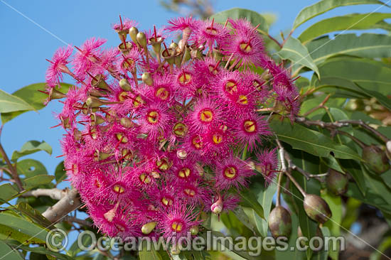 Flowering Gum (Eucalypt sp.). New South Wales, Eastern Australia. Photo - Gary Bell