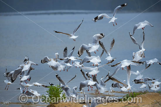 Silver Gull Bermagui photo