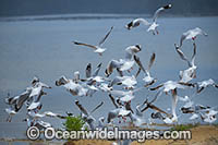 Silver Gull Bermagui Photo - Gary Bell