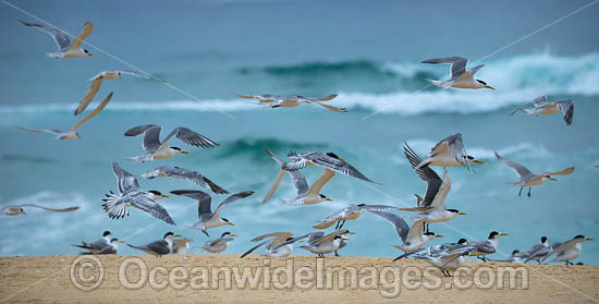 Crested Terns Bermagui photo