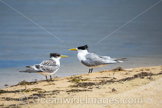 Crested Tern (Thalasseus bergii) - adult and juvenile. Also know as Greater Crested Tern and Swift Tern. Photo taken at Bermagui, New South Wales, Australia. Photo - Gary Bell