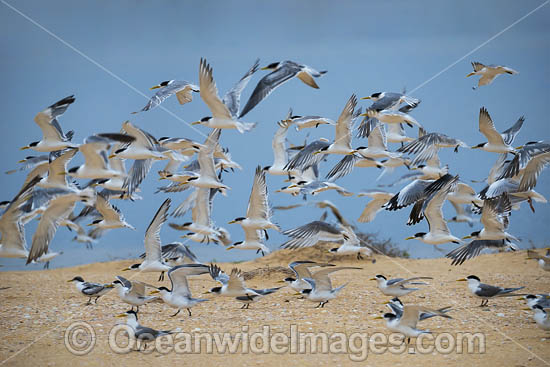 Crested Terns Lake Wallaga photo