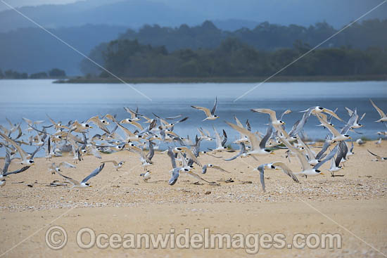 Crested Terns (Thalasseus bergii) - adult and juvenile. Also know as Greater Crested Tern and Swift Tern. Photo taken at Lake Wallaga bird sanctuary, Bermagui, New South Wales, Australia. Photo - Gary Bell