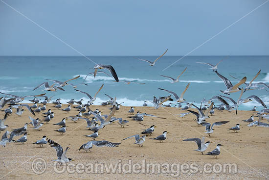 Crested Terns Bermagui photo