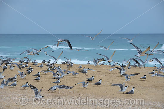 Crested Terns Bermagui photo Crested Terns Bermagui photo