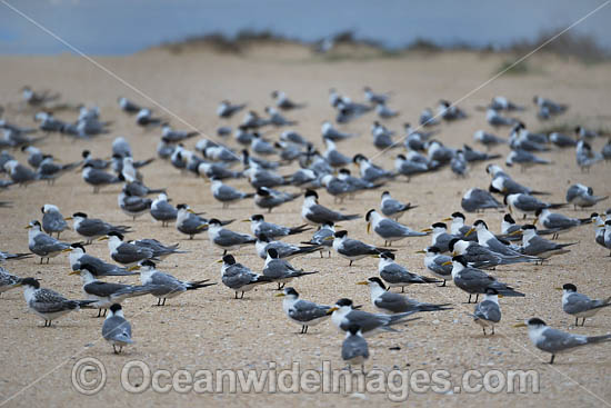 Crested Terns Bermagui photo