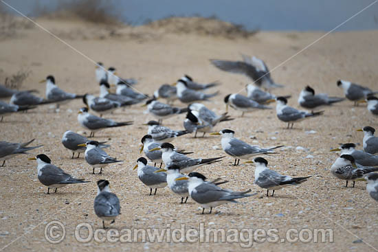 Crested Terns Bermagui photo