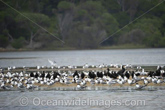 Silver Gulls Crested Terns photo