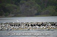 Silver Gulls Crested Terns Photo - Gary Bell