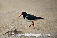 Pied Oystercatcher Bermagui Photo - Gary Bell