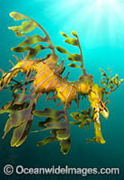 Leafy Seadragon Photo - Gary Bell