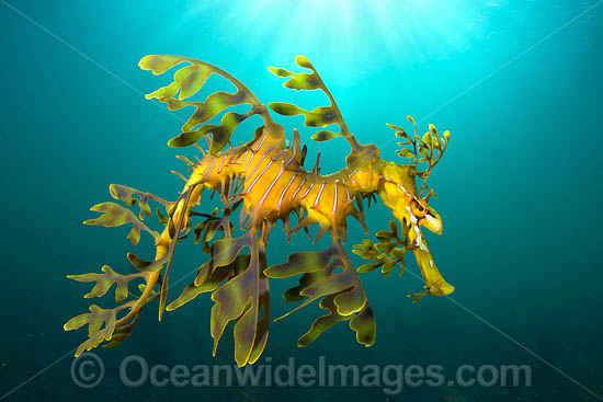 Leafy Seadragon photo Leafy Seadragon photo